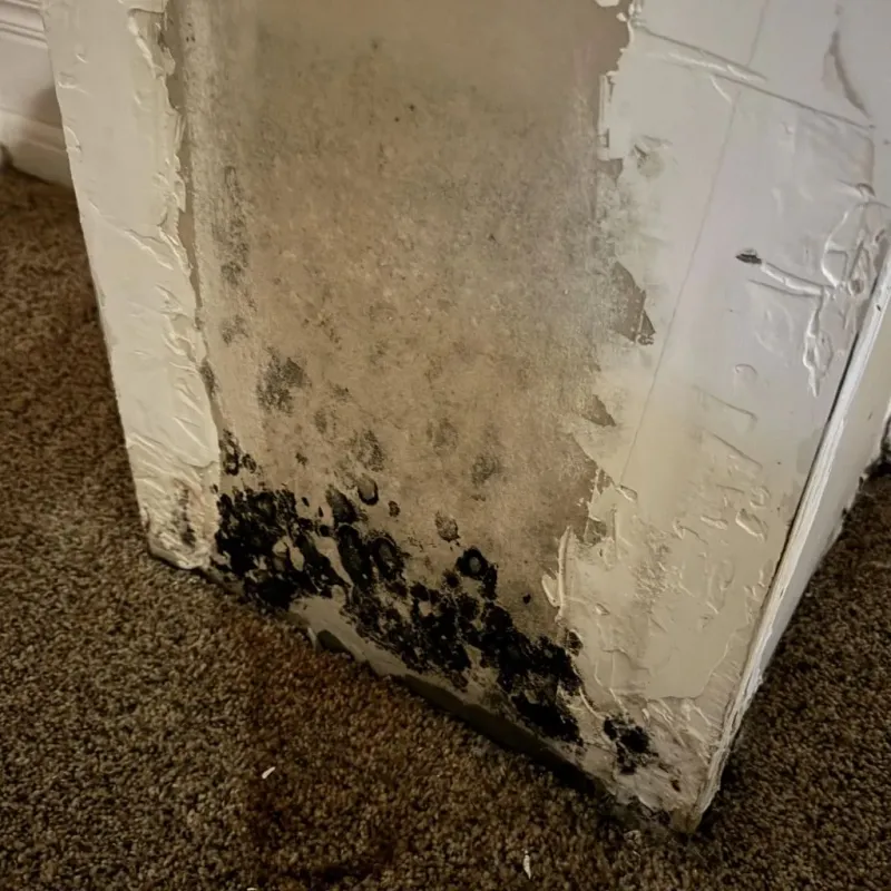 Professional Mold Removal in Willard, OH